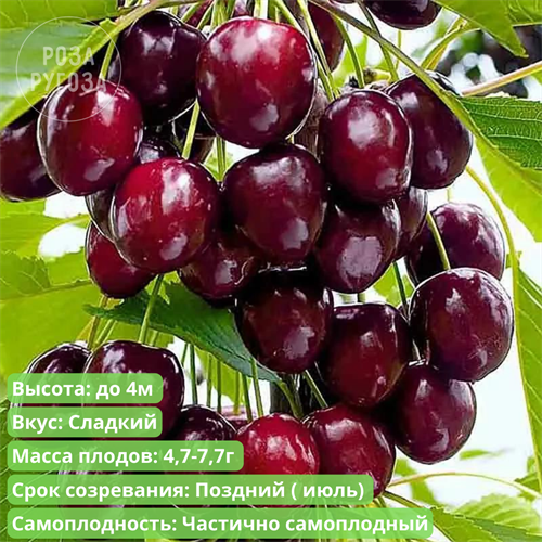 Черешня Ревна spp25-52 - фото 31877