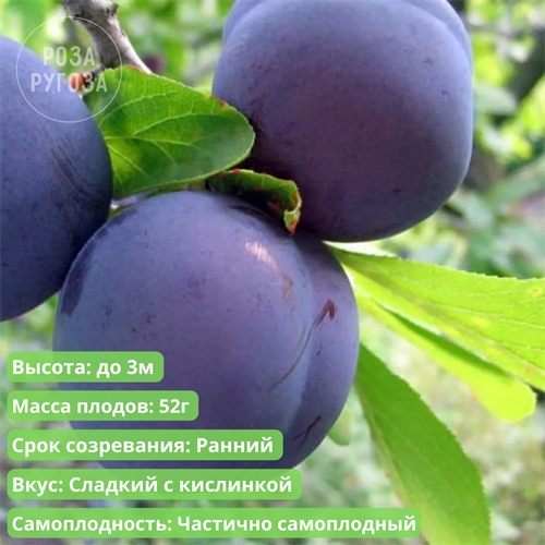 Слива Стартовая spp25-59 - фото 31882