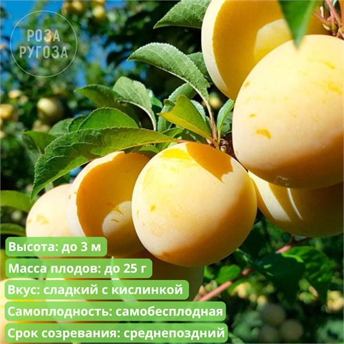 Слива Ренклод Колхозный spp25-60 - фото 31883