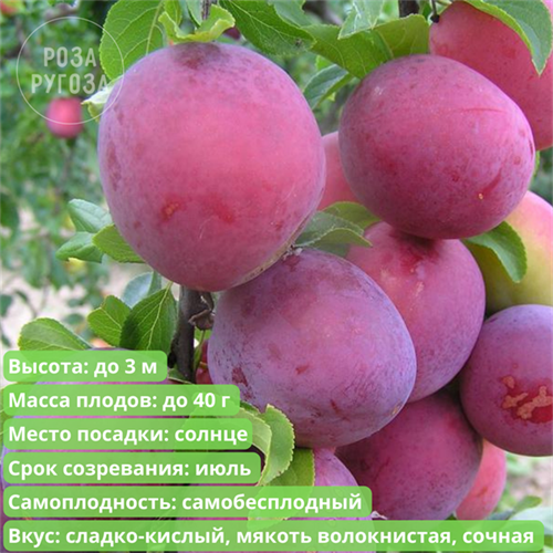 Алыча Шатёр spp25-64 - фото 31903
