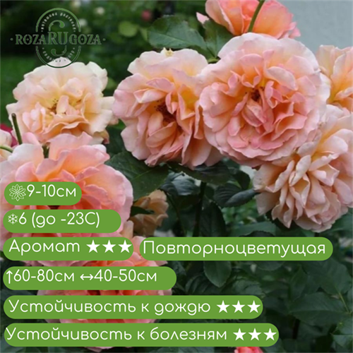 Роза флорибунда Доктор Джо (Dj. Jo) | Fryer Великобритания, 1999 Alex25-5 - фото 31933