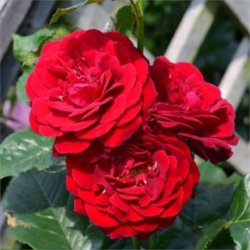Роза флорибунда Ред Абунданс (Red Abundance) | Harkness Великобритания, 2003 Alex25-7 - фото 31934