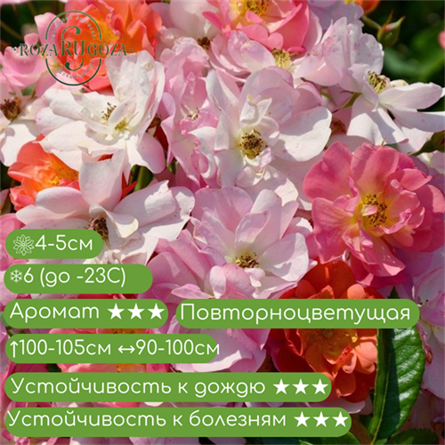Роза мускусный гибрид Экла д'Амбр (Eclats d'Ambre) | Жан -Лин Лебрун,Франция, 2014 - копия Alex25-16z - фото 31959