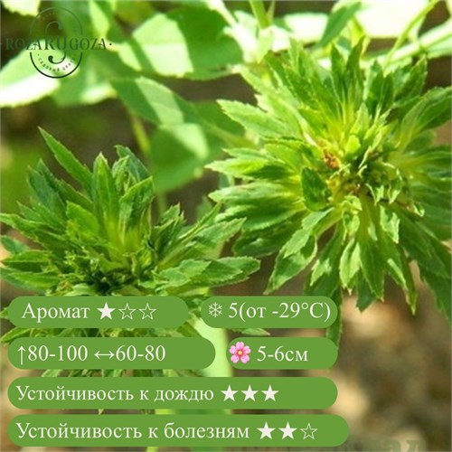 Роза китайская/бенгальская Виридифлора (Viridiflora) | Bambridge&Harrison, 1845 fs25-24z (16) - фото 31967