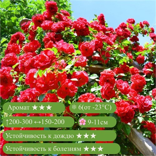 Роза плетистая (клаймбер) Дон Жуан (Don Juan)| Michele Malandrone Италия, 1958 Alex25-15 (12, 54) - фото 31971