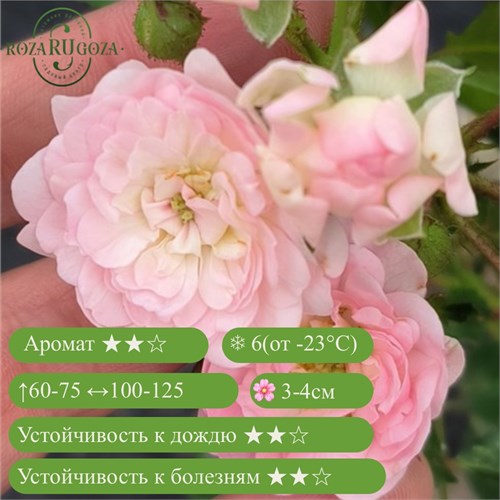 Роза почвопокровная Зе фейри (The Fairy) | Bentall, 1932 Alex25-1 (227) - фото 31972