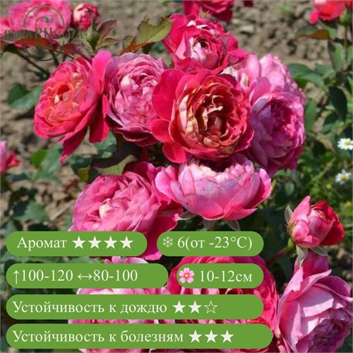 Роза шраб Сантенер Де Л`Ей-Ле (Centenaire De L'haÿ-Les-Roses) | Dominique Massad Франция, 2004 fs25-77z (42, 116) - фото 31981