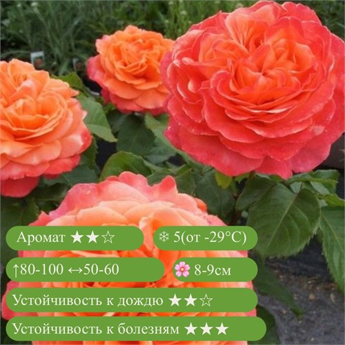 Роза шраб Эмильен Гийо (Emilien Guillot) | Tantau Германия, 2006 fs25-79z (40, 146) - фото 31982