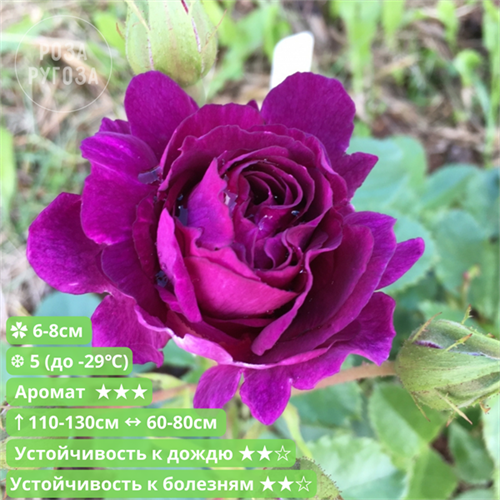 Роза флорибунда Мистерьез (Mystérieuse) | Francois Dorieux II Франция, 2007 fs25-46z (63, 107) - фото 31986