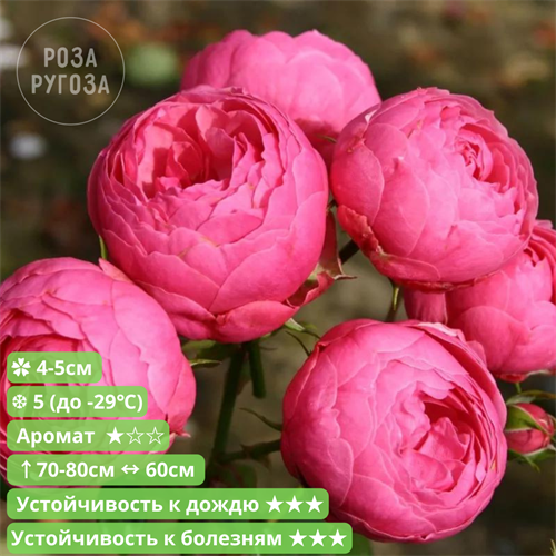 Роза флорибунда Помпонелла (Pomponella) | Kordes Германия, 2005 fs25-49z (3, 78, 137) - фото 31987