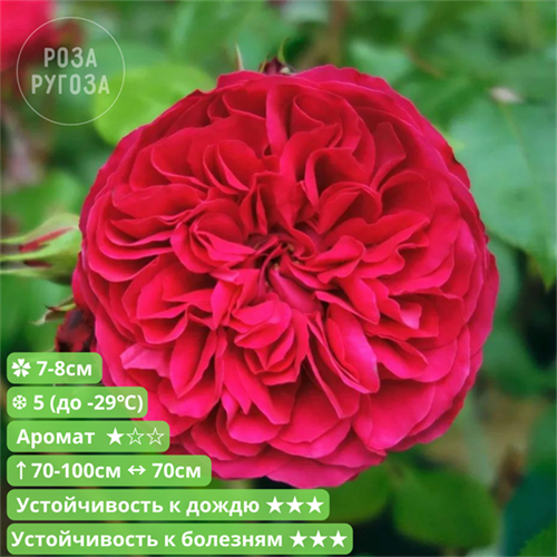 Роза флорибунда Ред Леонардо да Винчи (Red Leonardo da Vinci) | Meilland Франция, 2003 fs25-51z (132, 145) - фото 31988