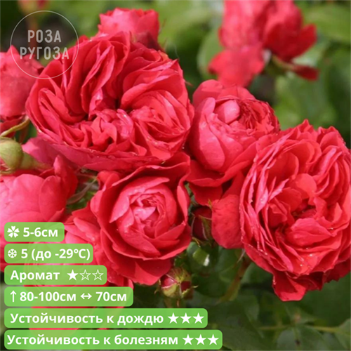 Роза флорибунда Черри Герл (Cherry Girl) | W. Kordes & Sons Германия, 1997 fs25-54/kw25-18z (8, 166, 176, 191) - фото 31989