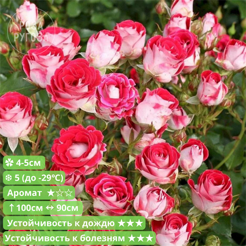 Роза флорибунда Шоне Кобленцерин (Schone Koblenzerin) | Kordes Германия, 2008 fs25-55z (93, 98, 126, 127, 130, 169, 196) - фото 31990