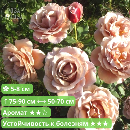 Роза флорибунда Коко Локо (Koko Loko) | Christian Bard США, 2010 25304 (165, 170) - фото 31994