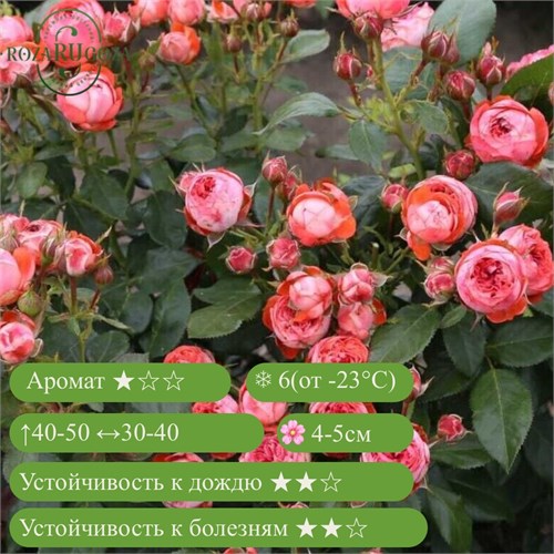 Роза флорибунда Помпеи (Pompeji) | W. Kordes & Sons Германия, 2021 fs25-48z (23, 36) - фото 32018