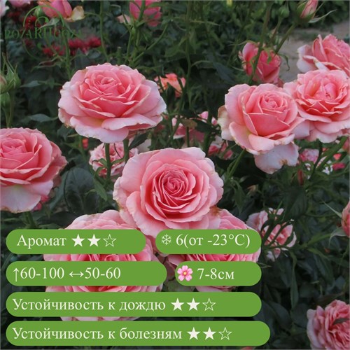 Роза флорибунда Поэзия (Poesie) | William A. Warriner США, 1987 fs25-50z (44, 140) - фото 32019