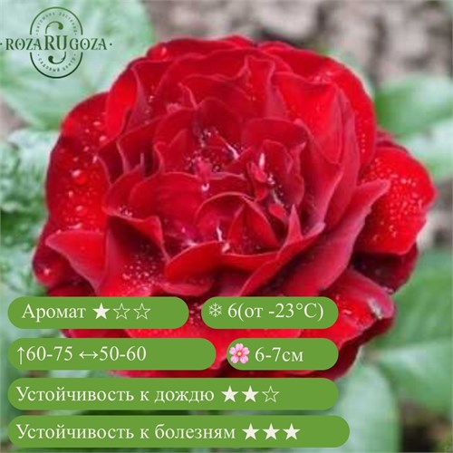 Роза флорибунда Ред Абунданс (Red Abundance) | Harkness Великобритания, 2003 Alex25-7 (224, 244) - фото 32020