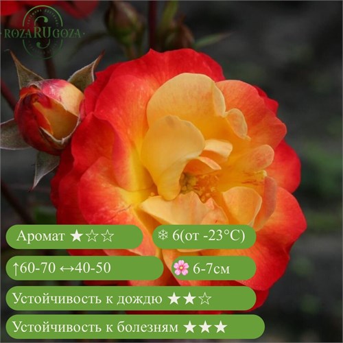 Роза флорибунда Файербирд (Firebird) | W. Kordes' Sohne Германия, 2015 Alex25-8 (228) - фото 32022