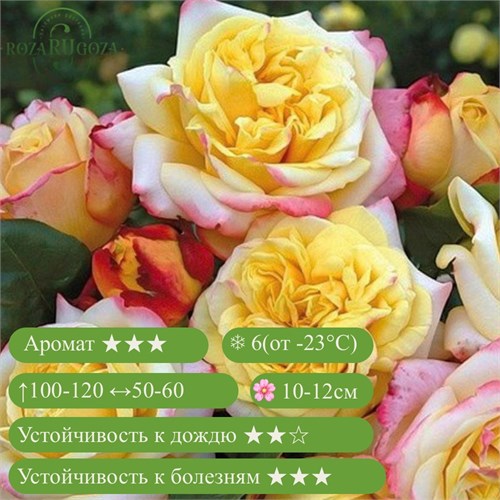 Роза чайно-гибридная Кордес Джубили (Kordes’ Jubilee) | W. Kordes' Söhne Германия, 2012 Alex25-11 (220, 230) - фото 32030