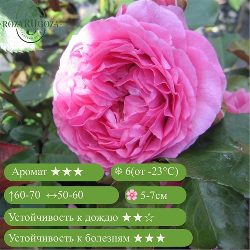 Роза флорибунда Милева Фрайла (Mileva Frayla) | Bozanic Сербия, 2017 25307 - фото 32033