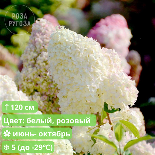Гортензия метельчатая Диамантино (Diamantino) 25315 - фото 32054