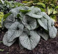 Бруннера крупнолистная Сильвер Харт (Silver Heart) usp25-3 - фото 32063