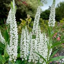 Вероника колосковая Альба (Alba) usp25-8 - фото 32068