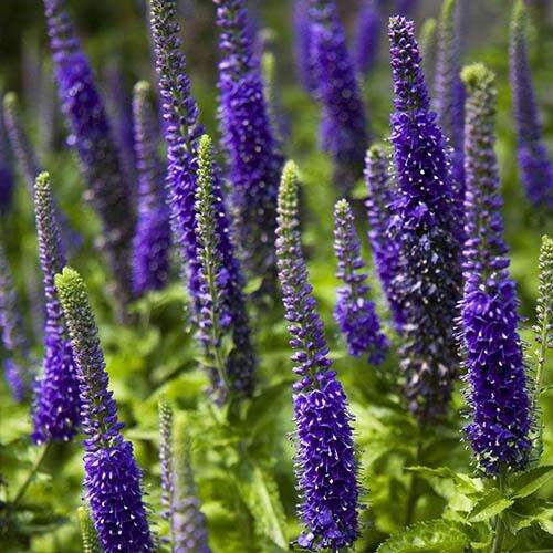 Вероника колосковая Санни Бордер Блю (Sunny Border Blue) usp25-11 - фото 32069