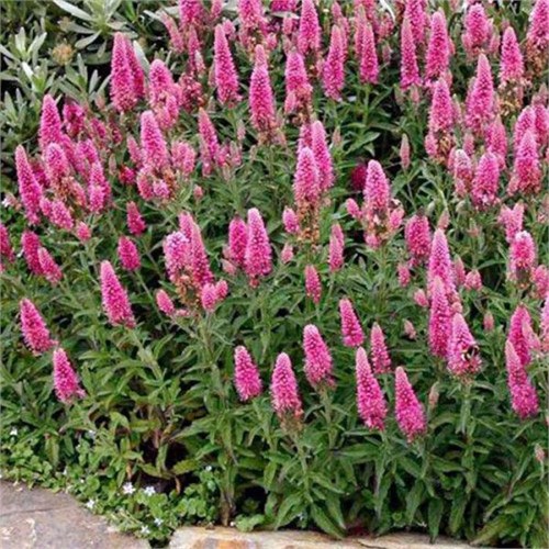 Вероника колосковая Роза Цверг (Rosa Zwerg) usp25-9 - фото 32071