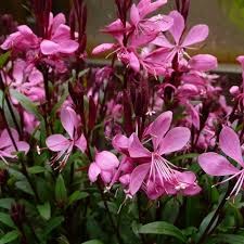 Гаура Линдхеймера Сансет Дримс (Sunset Dreams) usp25-14 - фото 32074