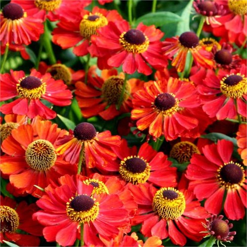 Гелениум осенний Рубинцверг (Rubinzwerg) usp25-16 - фото 32076