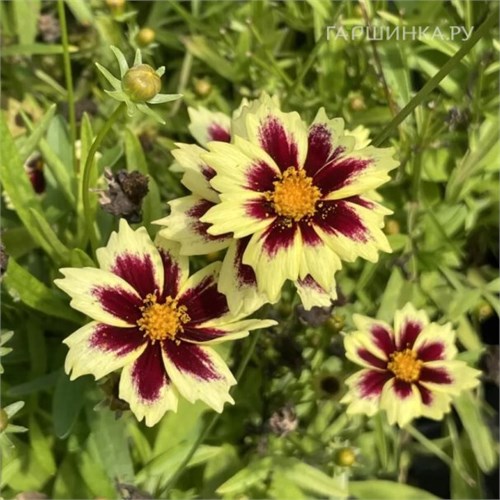 Кореопсис крупноцветковый Солар Фанси (Solar Fancy) usp25-22 - фото 32112