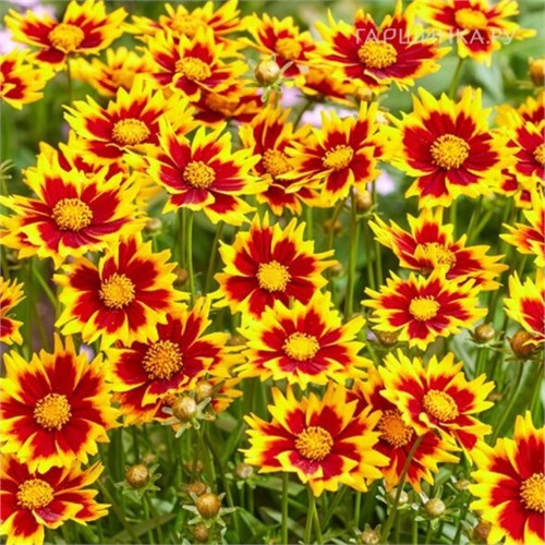 Кореопсис крупноцветковый Солар Джевал (Solar Jewel) usp25-23 - фото 32113