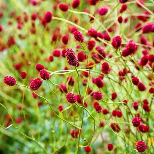 Кровохлебка лекарственная Арнхем (Arnhem) usp25-28 - фото 32118