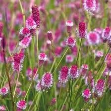 Кровохлебка лекарственная Пинк Танна (Pink Tanna) usp25-29 - фото 32119