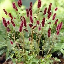 Кровохлебка лекарственная Ред Барон (Red Baron) usp25-30 - фото 32120