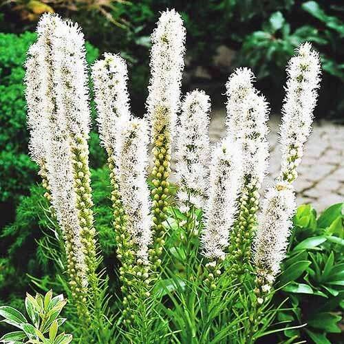 Лиатрис колосковый Флористан Вейс (Floristan Weiss) usp25-35 - фото 32125