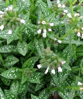 Медуница гибридная Миссис Киттл (Mrs Kittle) usp25-36 - фото 32126