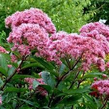 Посконник пятнистый Ризенширм (Riesenschirm) usp25-42 - фото 32132