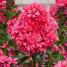 Флокс метельчатый Клеопатра (Cleopatra) usp25-48 - фото 32138