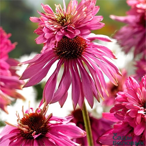 Эхинацея пурпурная Дабл Декер (Double Decker) usp25-56 - фото 32146