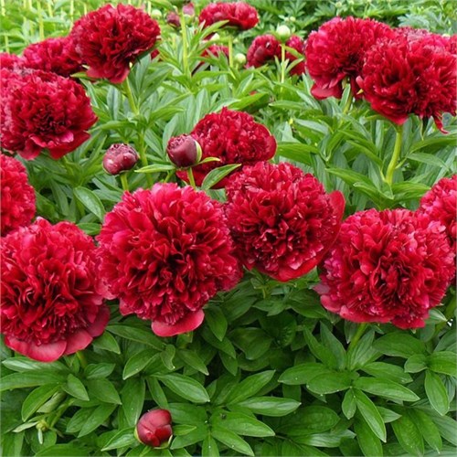 Пион травянистый Элиза Ланди (Eliza Lundy) 25427 - фото 32151