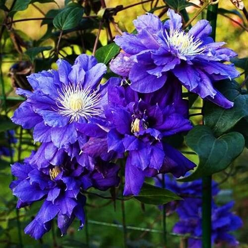 Клематис Кири те Канава (Kiri Te Kanawa) usp25-66 - фото 32158