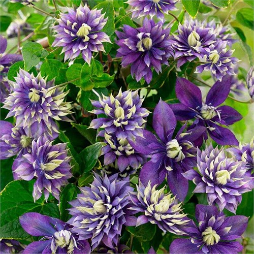 Клематис Тайга (Taiga) usp25-71 - фото 32163