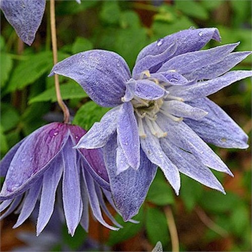 Клематис (княжик) Сесиль (Cecile) usp25-75 - фото 32168