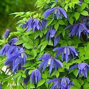 Клематис (княжик) Джиска (Jiska) usp25-80 - фото 32172