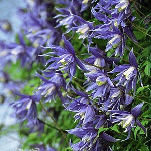 Клематис (княжик) Лагун (Lagoon) usp25-81 - фото 32173