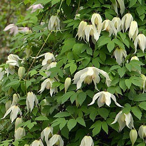 Клематис (княжик) Лемон Бьюти (Lemon Beauty) usp25-82 - фото 32174