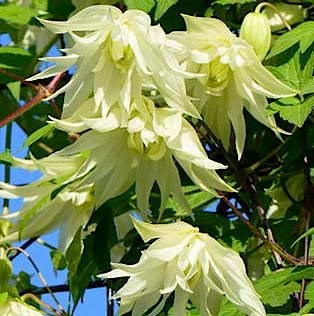 Клематис (княжик) Лемон Дрим (Lemon Dream) usp25-83 - фото 32175