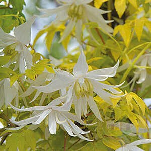 Клематис (княжик) Люменос Сноу (LUMINOUS SNOW) usp25-85 - фото 32177